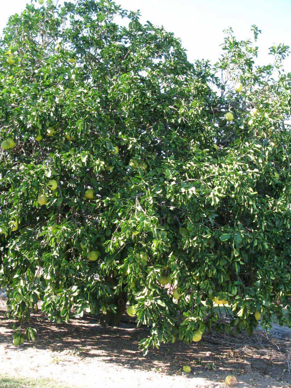            Habit (Winter Haven, FL)   